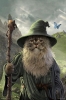 Catdalf 24x36 Poster cover image