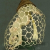 Elissa Marie Creative Art Print 8x10: Veiled Lady Mushroom Pinup cover image