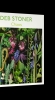 Deb Stoner Jigsaw Puzzle: Chaos (500 pcs) cover image